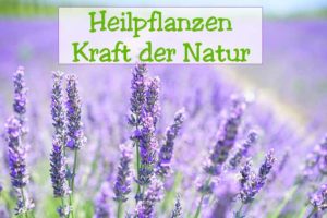 Heilpflanzen-Kunde Pflanzen von A-Z helfen und heilen